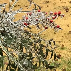 Meet your Posher, Becky